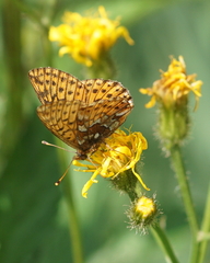 Boloria aquilonaris