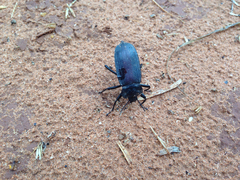 Eleodes suturalis