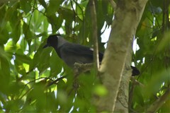 Cyanocorax violaceus