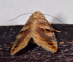 Diastema tigris