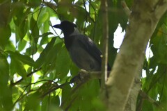 Cyanocorax violaceus