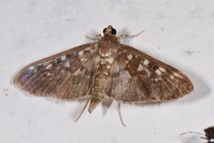 Phostria cyrisalis