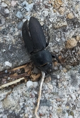 Dorcus parallelipipedus