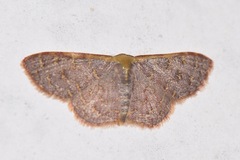 Leptostales crossii