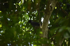 Cyanocorax violaceus