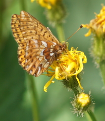 Boloria aquilonaris