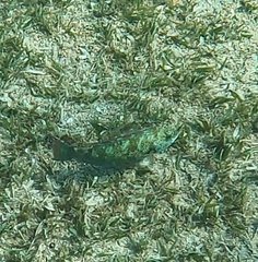 Calotomus viridescens