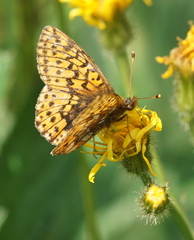 Boloria aquilonaris