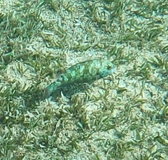 Calotomus viridescens