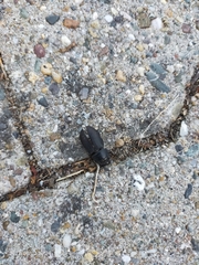 Dorcus parallelipipedus
