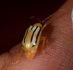 Diabrotica underwoodi