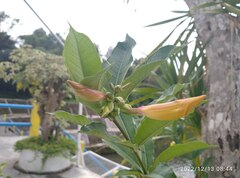 Allamanda schottii