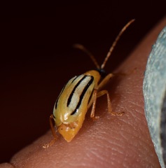 Diabrotica underwoodi