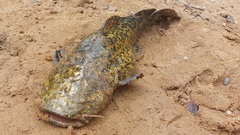 Lophiosilurus apurensis