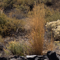 Pseudoroegneria spicata