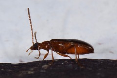 Statira