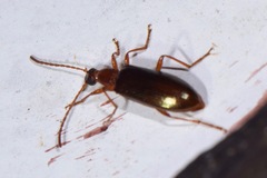 Statira
