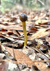 Tolypocladium longisegmentatum