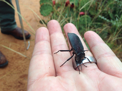 Eleodes suturalis