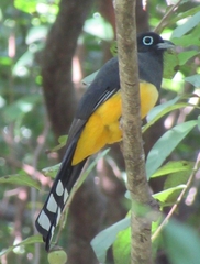 Trogon melanocephalus