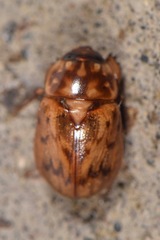 Cyclocephala weidneri