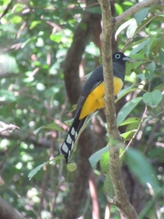 Trogon melanocephalus