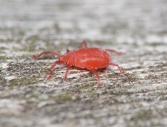 Balaustium