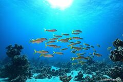 Mulloidichthys vanicolensis