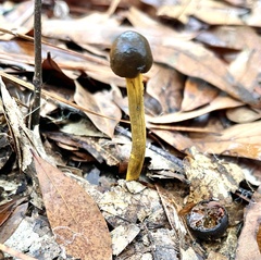 Tolypocladium longisegmentatum