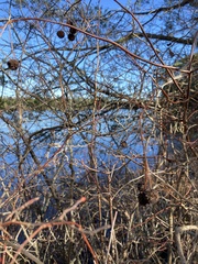 Cephalanthus occidentalis