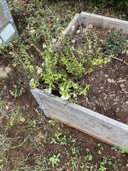 Solidago odora