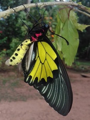 Troides minos