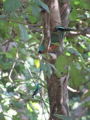 Eumomota superciliosa