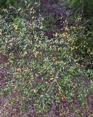 Sideroxylon lanuginosum