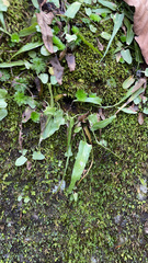 Asplenium rhizophyllum