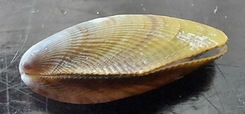 Yellow Mussel