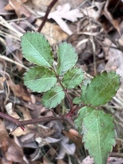 Rosa multiflora
