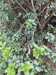 Rhododendron indicum