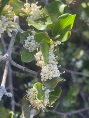 Psydrax obovata elliptica