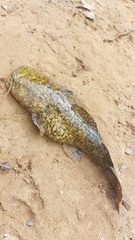 Lophiosilurus apurensis