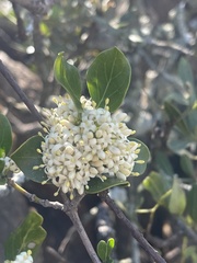 Psydrax obovata elliptica