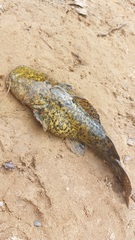 Lophiosilurus apurensis