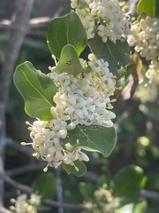 Psydrax obovata elliptica