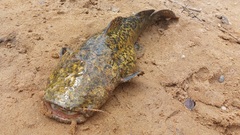 Lophiosilurus apurensis