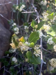 Psydrax obovata elliptica
