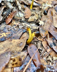 Tolypocladium longisegmentatum