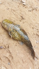 Lophiosilurus apurensis