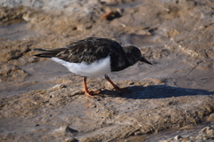 Arenaria interpres interpres