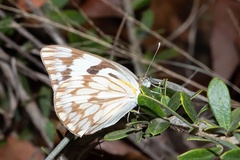 Belenois