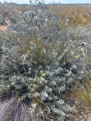 Leucospermum rodolentum